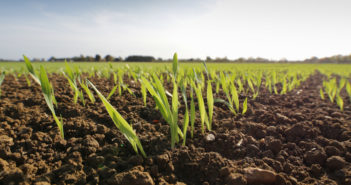 Novel product helps growers tap into soil phosphorus reserves