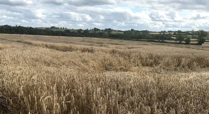 Early harvest can salvage drought-stressed cereal crops