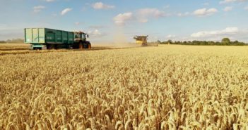 Wider sowing windows could help deliver reliable yields
