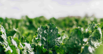 Germains extends trials to validate soil-health benefits of sugar beet seed coating