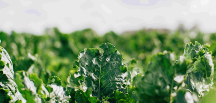 health benefits of sugar beets