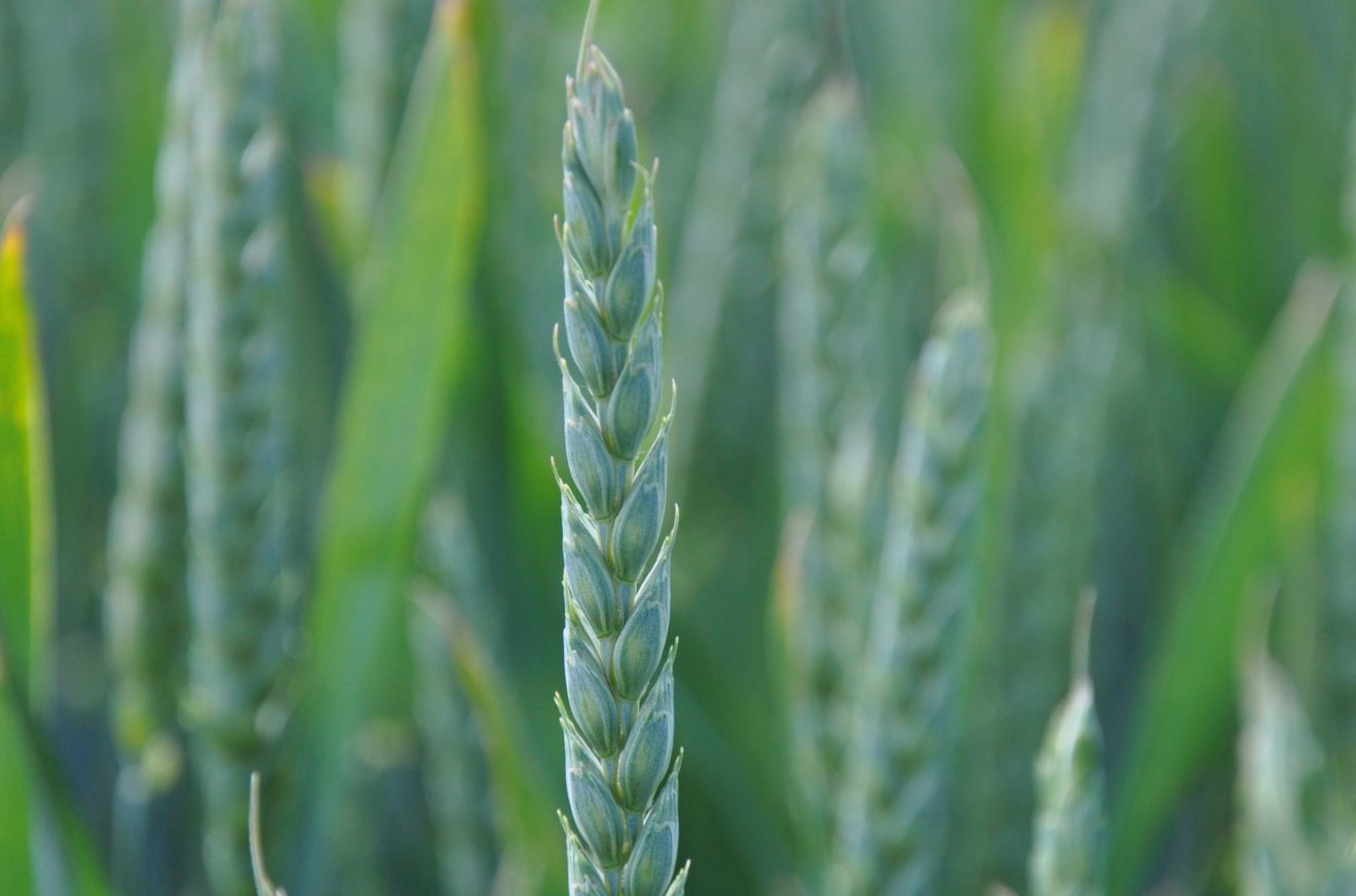 Global wheat production can be doubled, say scientists