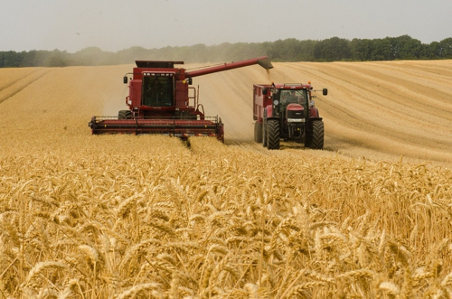 Wheat and oilseed rape market report