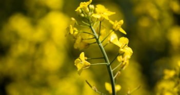 Limagrain’s oilseed rape varieties continue to dominate for the second year running on 2021-2022 AHDB Recommended List