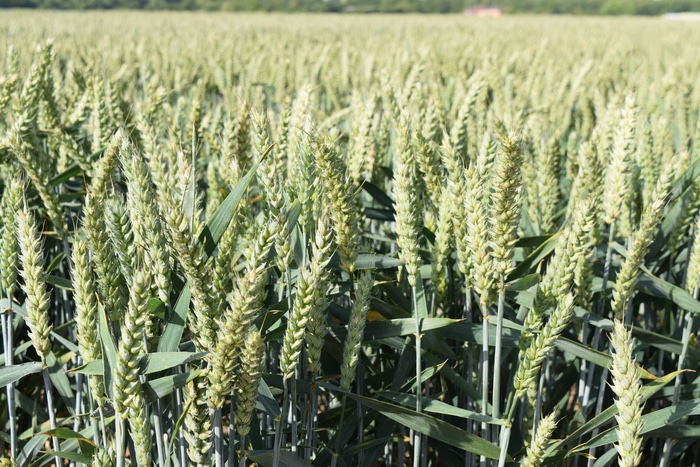 Innovation in plant breeding underpins sustainable farming in EU and UK – study