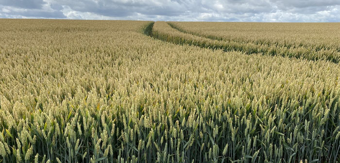 Fertiliser programme key to award winning crop yields