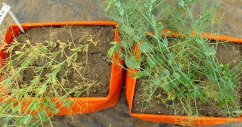 Biostimulant results support global food security Biostimulant results support global food security