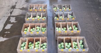 New brassica trials to help reduce food waste