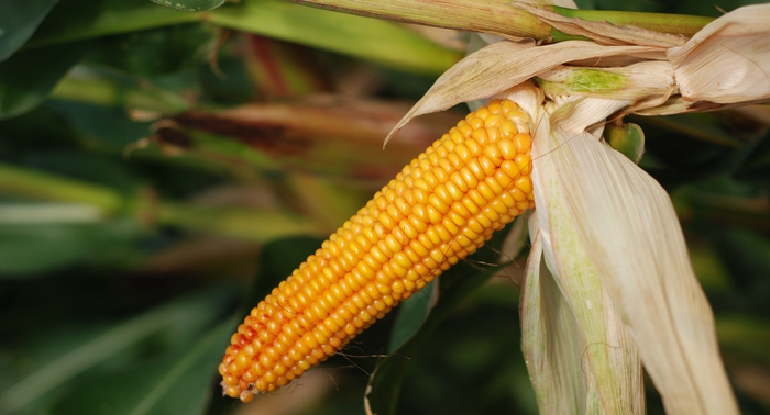 New maize variety represents step-change in modern hybrid breeding and KWS new variety investment