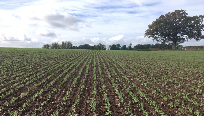 New EAMU provides opportunity for linseed