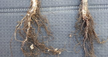 Tailored seedbed nutrition gives impressive pulse performance improvements
