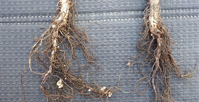 Tailored seedbed nutrition gives impressive pulse performance improvements