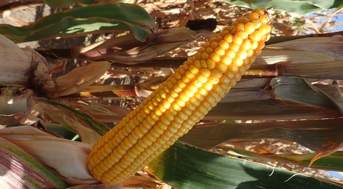 Latest results show very high yield potential for newest Pioneer maize variety