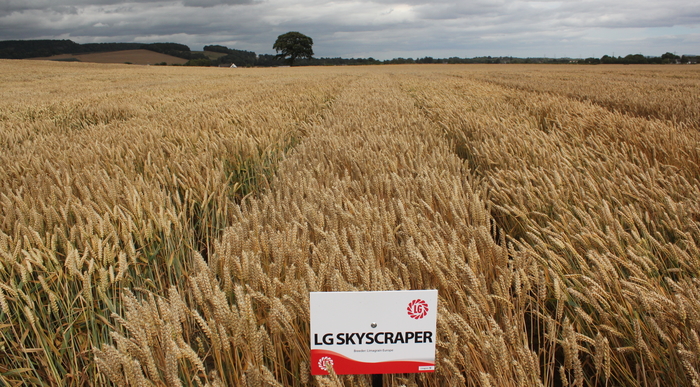 Soft wheat LG Skyscraper remains the highest yielding wheat variety on the AHDB 2021-2022 Recommended List for the third year running