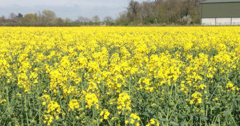 High value spring oilseed rape opportunity should not be missed
