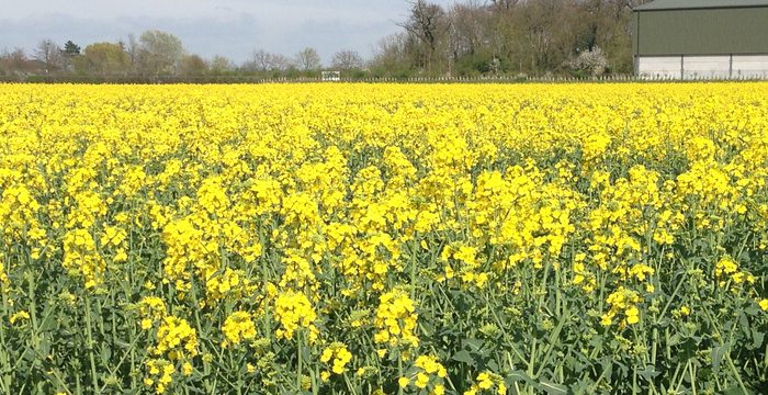 High value spring oilseed rape opportunity should not be missed