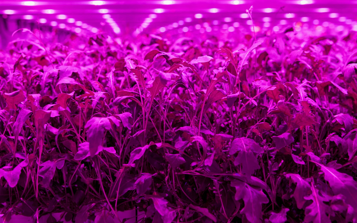 Light Science Technologies wins Innovate UK funding to develop ground-breaking sensor technology for vertical farming
