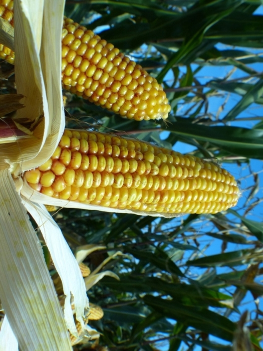 LiRoyal offers ideal combination for maize growers