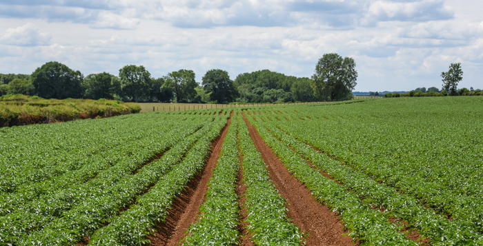 AHDB wants potato sector levy payers to vote