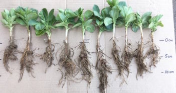 Soil treatment unlocks vital phosphorus supply for spring crops