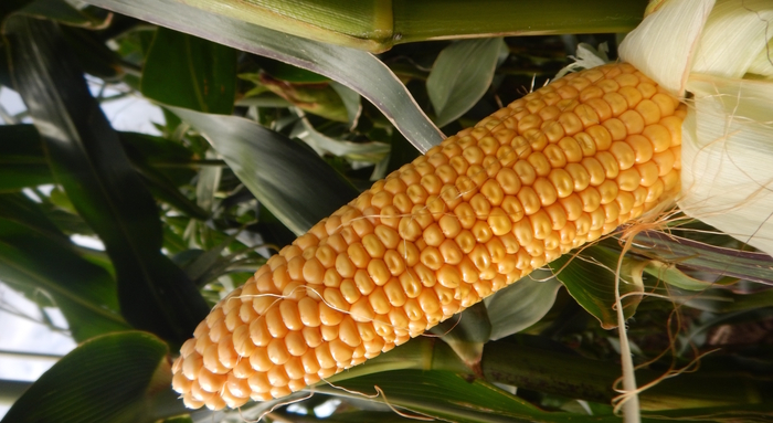 New brand recognises maize hybrids bred for UK conditions
