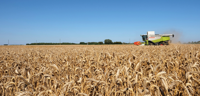 PhD student increasing yield with hybrid wheat breeding