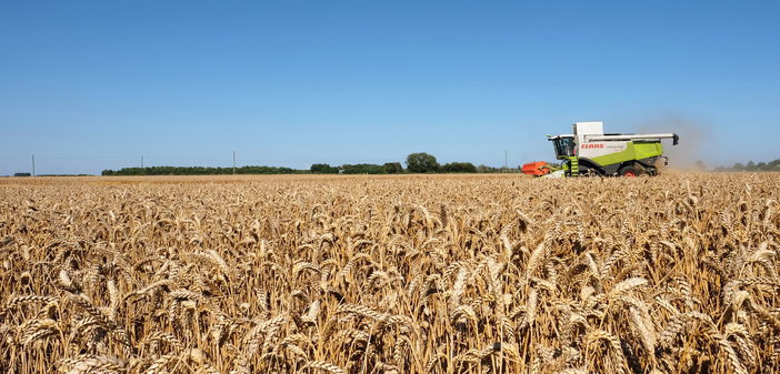 Genome edited wheat to reduce cancer risk from bread and toast