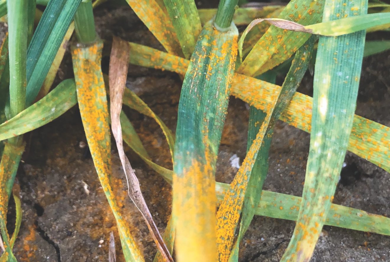Is yellow rust the next big disease threat to winter wheat?