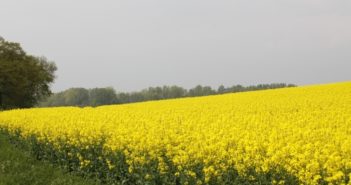 New oilseed rape variety from DSV