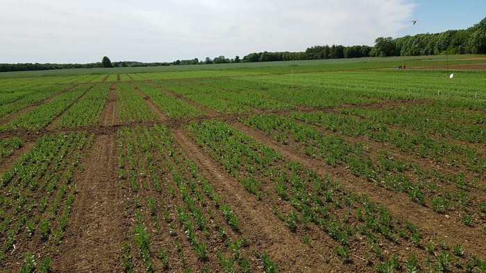 Boost your protein crop margins with sustainable biological solutions
