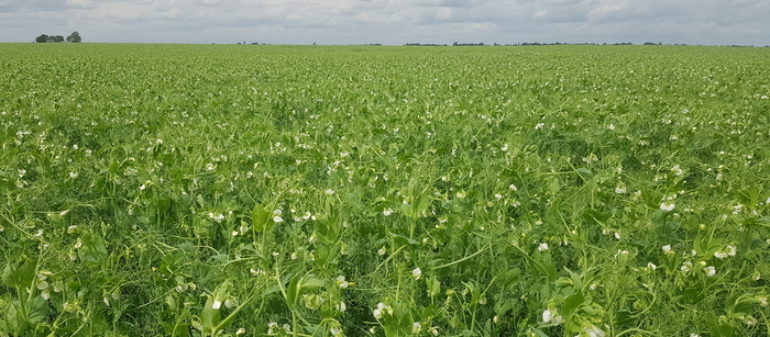Top tips for combining peas