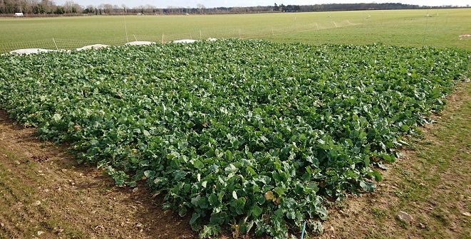 Cereals 2021 crop plots overwinter well | News from AA Farmer