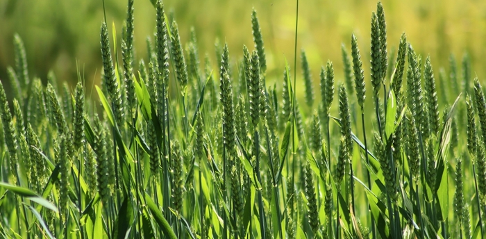 Use foliar N on spring wheat for maximum returns