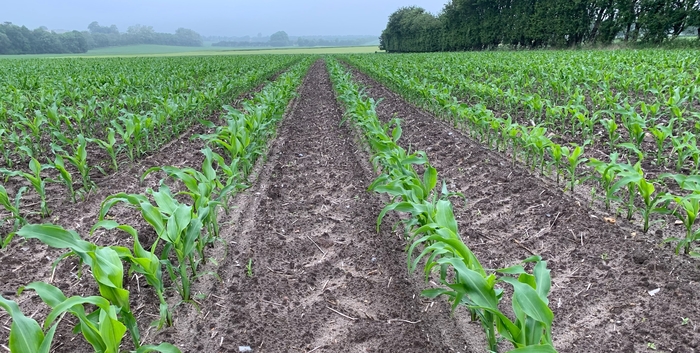 Cold spell delays maize planting