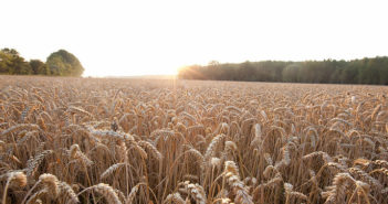Bayer Crop Science launches plant-based protein research call for academics through IN-PART Bayer Crop Science launches plant-based protein research call for academics through IN-PART