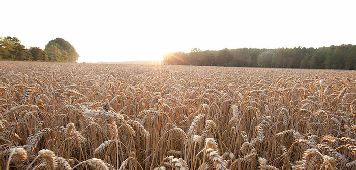 Bayer Crop Science launches plant-based protein research call for academics through IN-PART