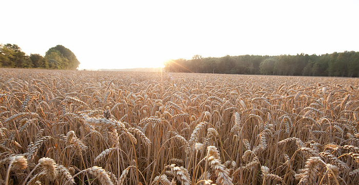 RAGT and Bayer to develop hybrid wheat varieties