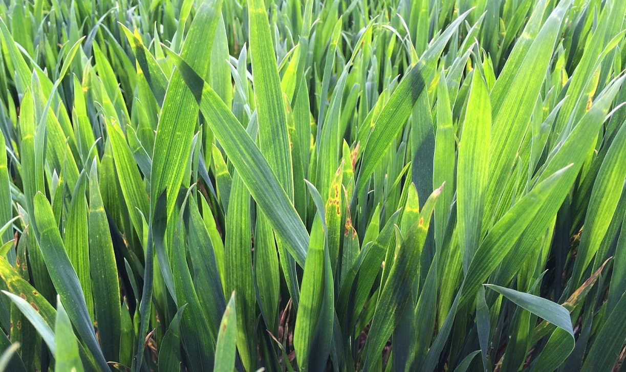 Keeping leaf 3 clean is critical to protect wheat yield