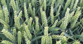A treat for biscuit wheat growers