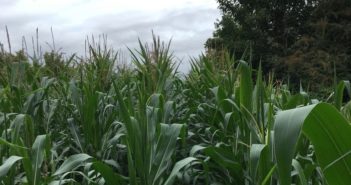 Growing maize and grass together has yield benefits