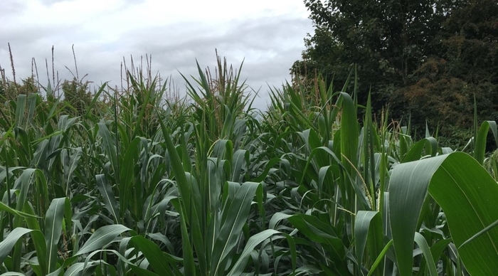 Growing maize and grass together has yield benefits