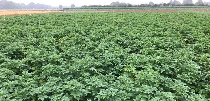 Liquid fertiliser offers sustainable choice for potato growers | News