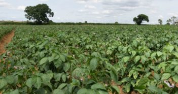 Don’t overlook the importance of calcium for potato quality