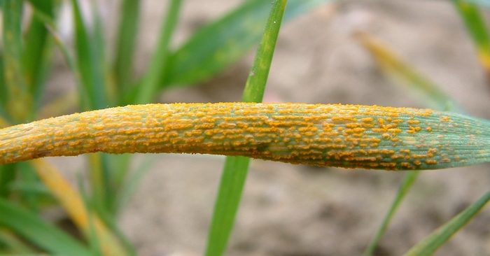 New cereal disease decision support tool launched