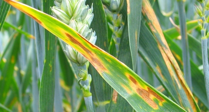 Don’t drop guard against yellow rust and Septoria