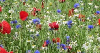 Last chance to apply for on-farm biodiversity grant