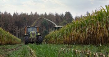 New crop-specific green cover option for under-sowing maize from Barenbrug UK
