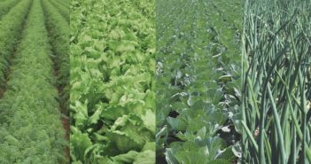 Corteva Agriscience and Bejo Sign Agreement on Genome Editing