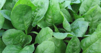 Variety resistance stops race change challenges in spinach