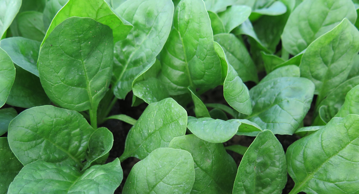 Variety resistance stops race change challenges in spinach